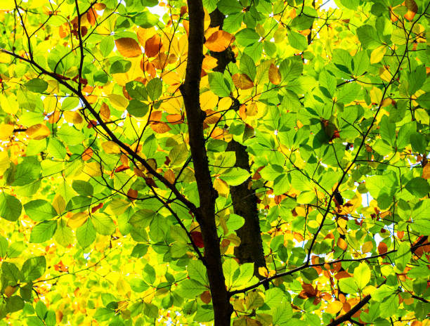 Capturing the autumn and its beautiful colors and sky in november
