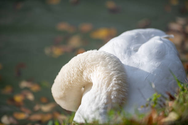 Capturing a swan on its own swimming on a pond in the city