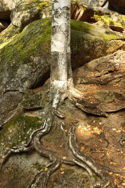 Photo of the roots of an ancient tree on top of the ground