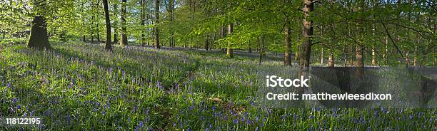 Xxxl 魅惑的な森の野生の花々 - イギリスのストックフォトや画像を多数ご用意 - イギリス, イングランド, イングランド南西部