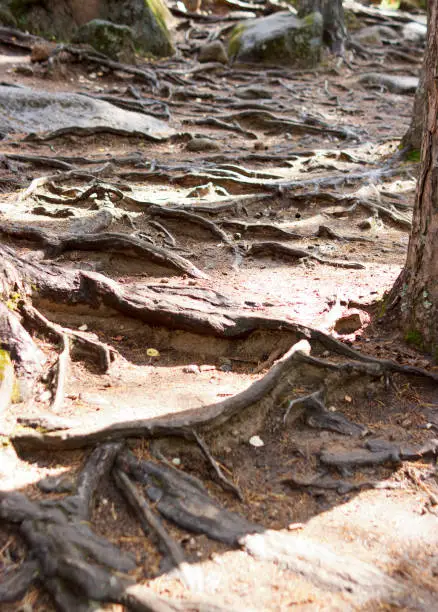 Photo of the roots of an ancient tree on top of the ground