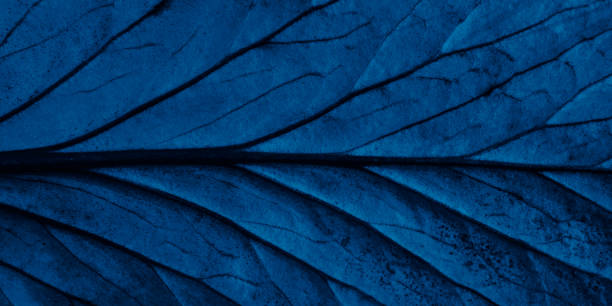 istock Bright blue leaves top view minimalistic background 1181222193