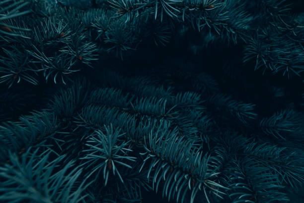 istock Christmas background with fir branches 1181222319