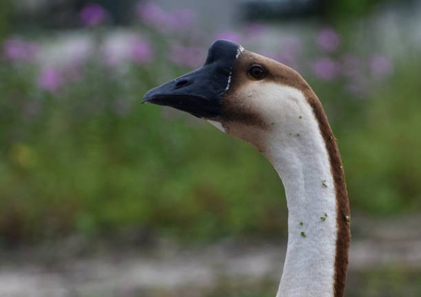Head of a goose in a farm yard