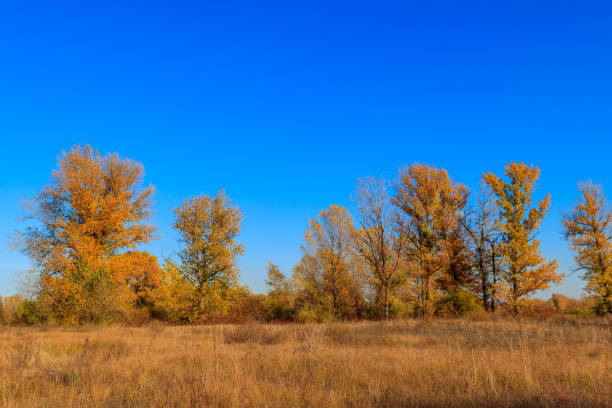 istock Autumn landscape with dry meadow and colorful fall trees 1181224073