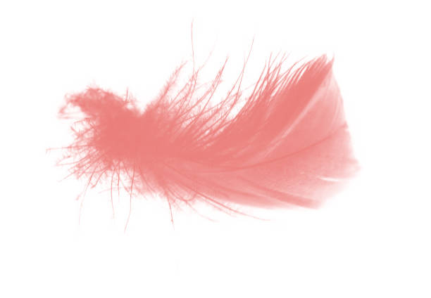 istock Beautiful red maroon feather isolated on white background 1181224514