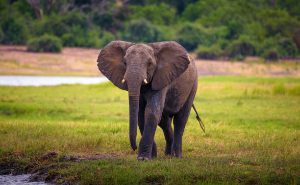 istock Elephant walks to the Chobe River in Chobe National Park, Botswana 1181228985