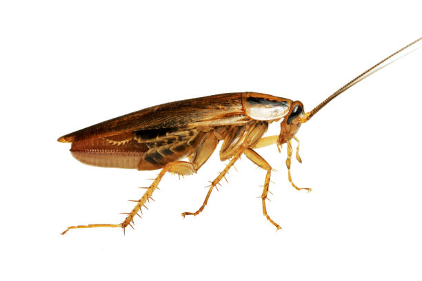 istock Living red cockroach macro isolated on white. Side view 1181229033