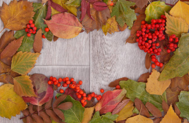 istock wooden background with colorful fall leaves arrangement. Copy space 1181229267