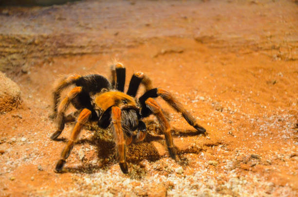 istock Mexican Redknee Tarantula (Brachypelma smithi). 1181229382