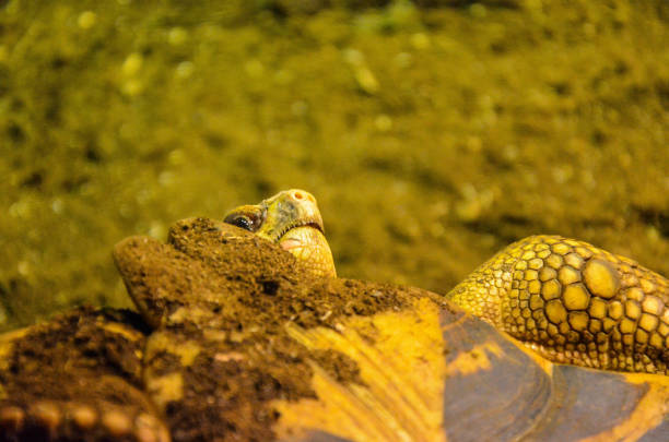 animal, background, clam, claw, crawling, cute, earth, eating, exotic, flowers, green, ground, madagascar, nature, pet, portrait, radiata, radiated, relax, reptile, sand, shell, slow, species, sunbathe, sunlight, tortoise, turtle, wild, wildlife