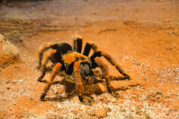 istock Mexican Redknee Tarantula (Brachypelma smithi). 1181229432