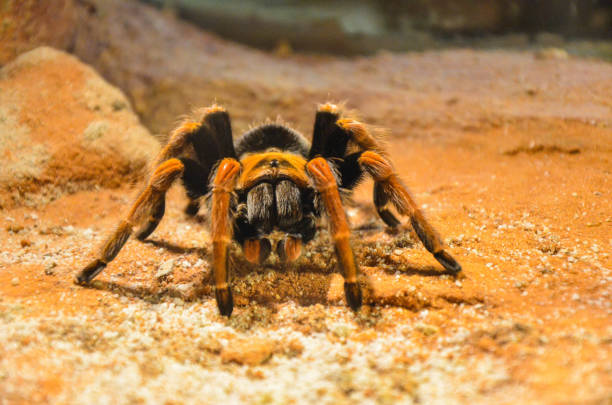 istock Mexican Redknee Tarantula (Brachypelma smithi). 1181229454