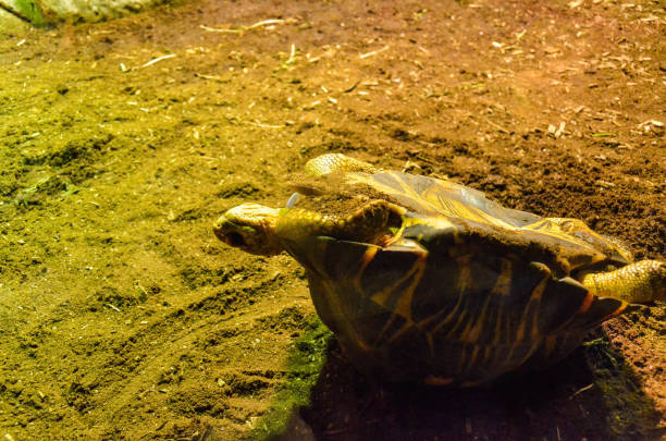 istock Radiated tortoise in the zoo. 1181229484