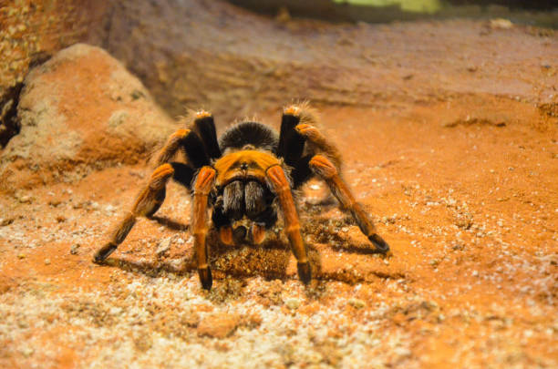 istock Mexican Redknee Tarantula (Brachypelma smithi). 1181229499