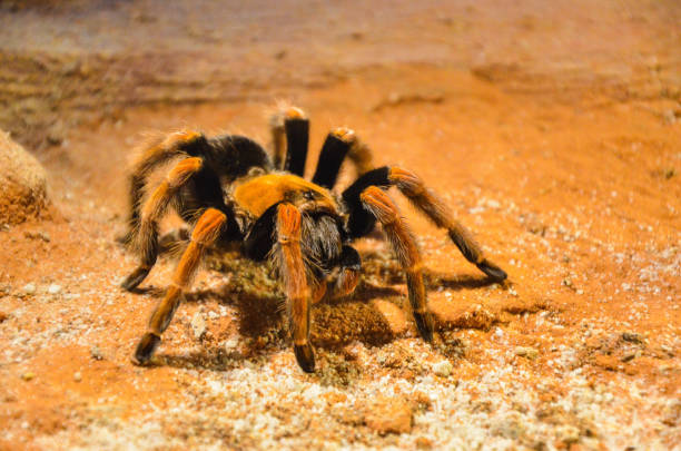 istock Mexican Redknee Tarantula (Brachypelma smithi). 1181229500