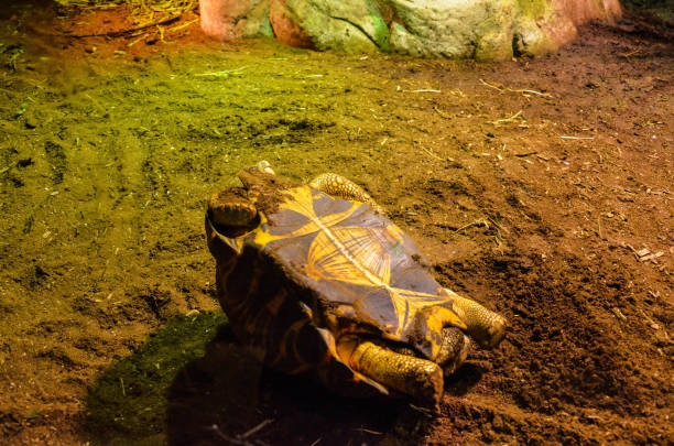 istock Radiated tortoise in the zoo. 1181229505