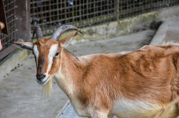 istock A goat in the zoo. 1181229506