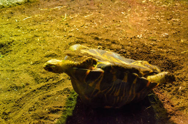 istock Radiated tortoise in the zoo. 1181229529