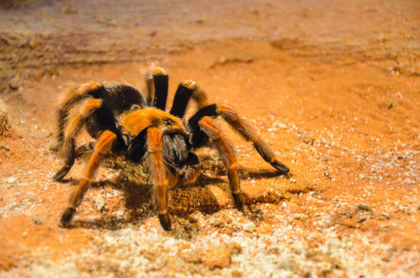 istock Mexican Redknee Tarantula (Brachypelma smithi). 1181229555