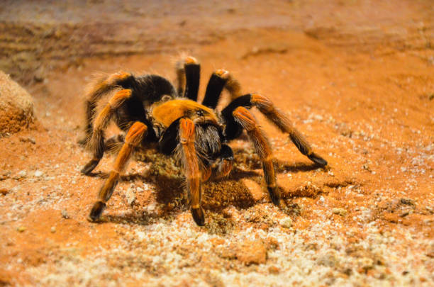 istock Mexican Redknee Tarantula (Brachypelma smithi). 1181229572