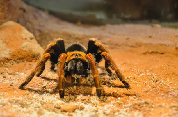 Photo of Mexican Redknee Tarantula (Brachypelma smithi).