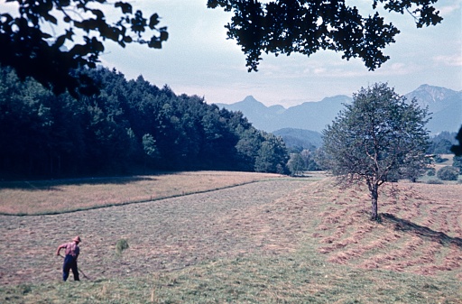 Bavaria, Germany, 1959. Winter food harvest on a mown meadow. Also: the Farmer.