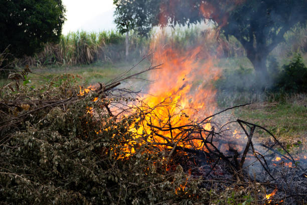istock A burning fire on a pile of firewood 1181230821