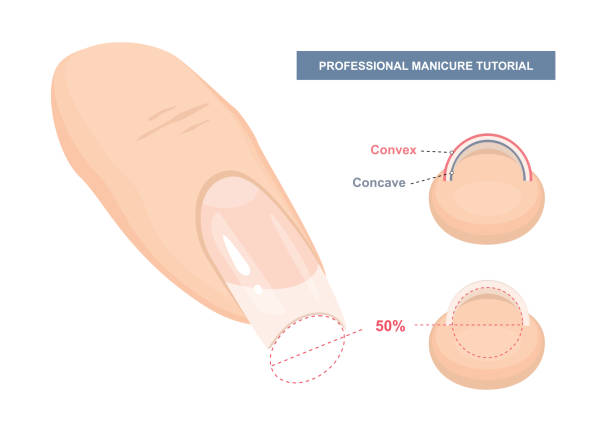 Correct C-curve. Manicure Tutorial. Nail Extension Guide. Tips and Tricks. Vector Illustration Correct C-curve. Manicure Tutorial. Nail Extension Guide. Tips and Tricks. Vector Illustration concave illustrations stock illustrations