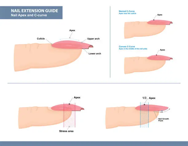 Vector illustration of Nail Extension Guide. Nail Apex and C-curve. Vector Illustration