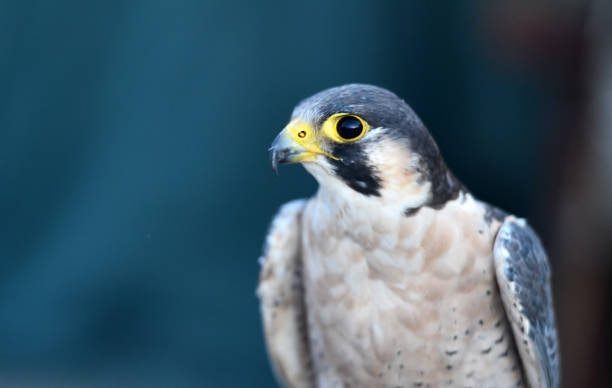 istock Peregrine falcon 1181231342