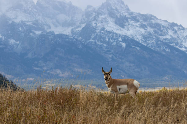 istock Pronghorn Antelope Buck 1181231366