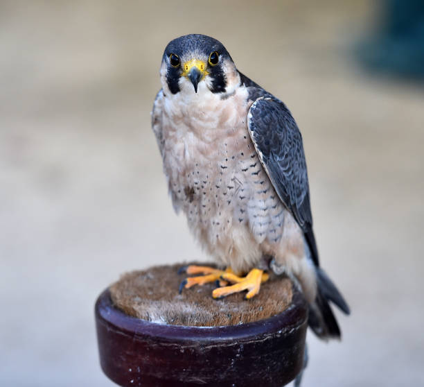 istock Peregrine falcon 1181231370