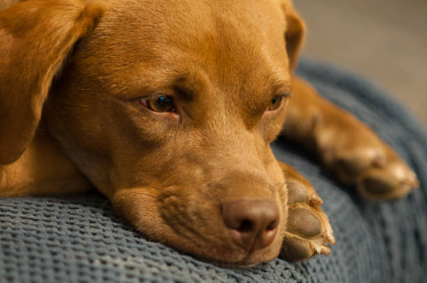 istock Puppy resting on a blanket 1181231463