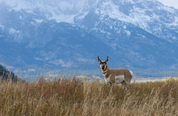 istock Pronghorn Antelope Buck 1181232095