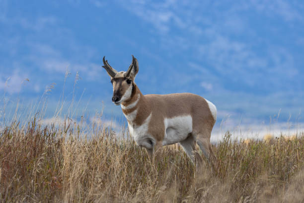 istock Pronghorn Antelope Buck 1181232096