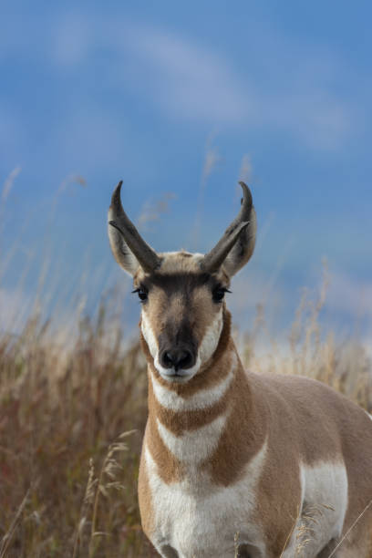 istock Pronghorn Antelope Buck 1181232704