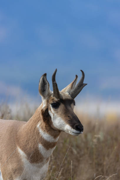 istock Pronghorn Antelope Buck 1181232741