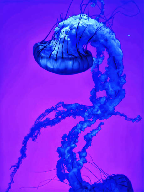 istock Dance of the Jellyfishes 1181233192