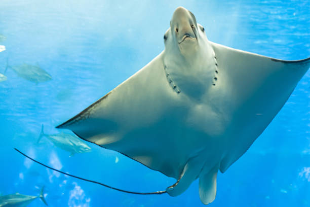 istock an eagle ray behind the glass with Marine life for background 1181234516