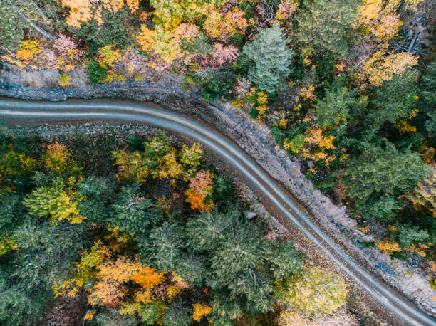 istock Forest in Autumn Colors 1181234675