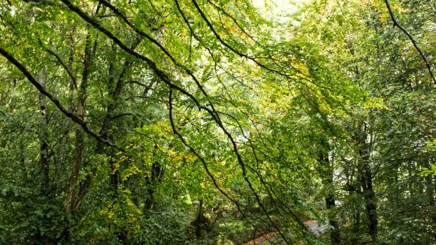 istock Early autumn in the woods 1181234866