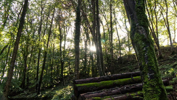 istock Early autumn in the woods 1181234915