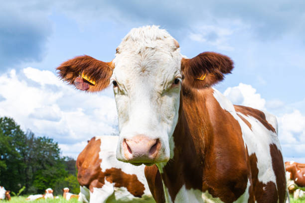 istock cow in a pasture 1181234959