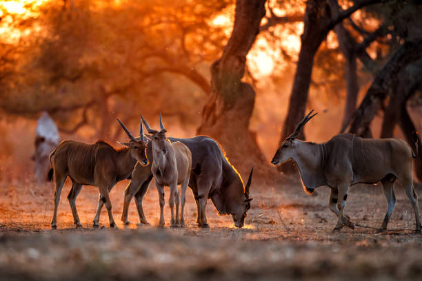 istock Common eland in mana pools 1181235860