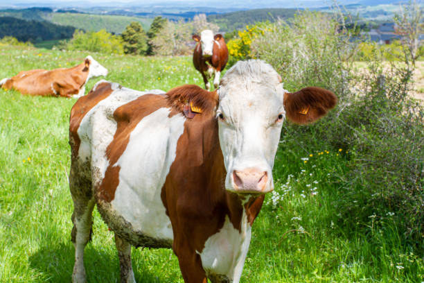 istock cow in a pasture 1181235915