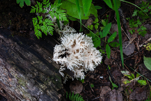 hericium coralloides growing on fallen trunk