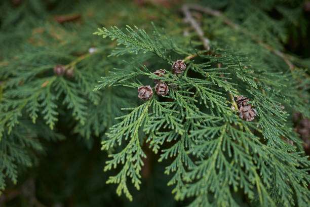 Chamaecyparis lawsoniana Chamaecyparis lawsoniana close up port orford cedar stock pictures, royalty-free photos & images