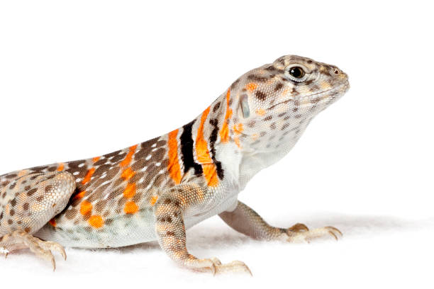 collared lizared isolé sur le fond blanc - lizard collared lizard reptile animal photos et images de collection