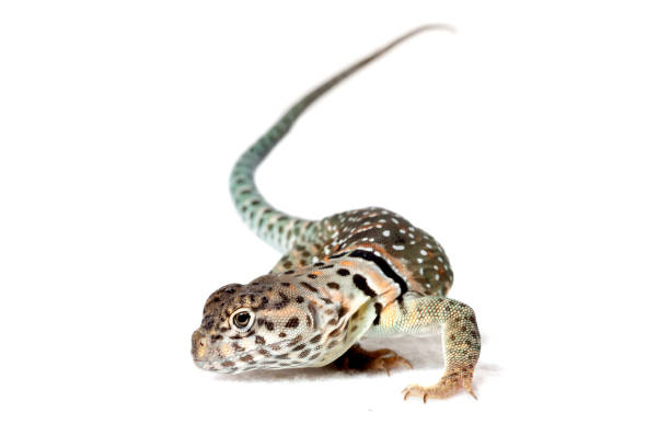 collared lizared isolé sur le fond blanc - lizard collared lizard reptile animal photos et images de collection